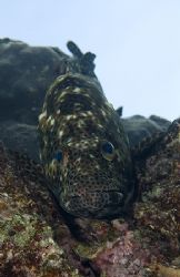 Grouper in the shallows. Sharks bay.
D200, 60mm. by Derek Haslam 
